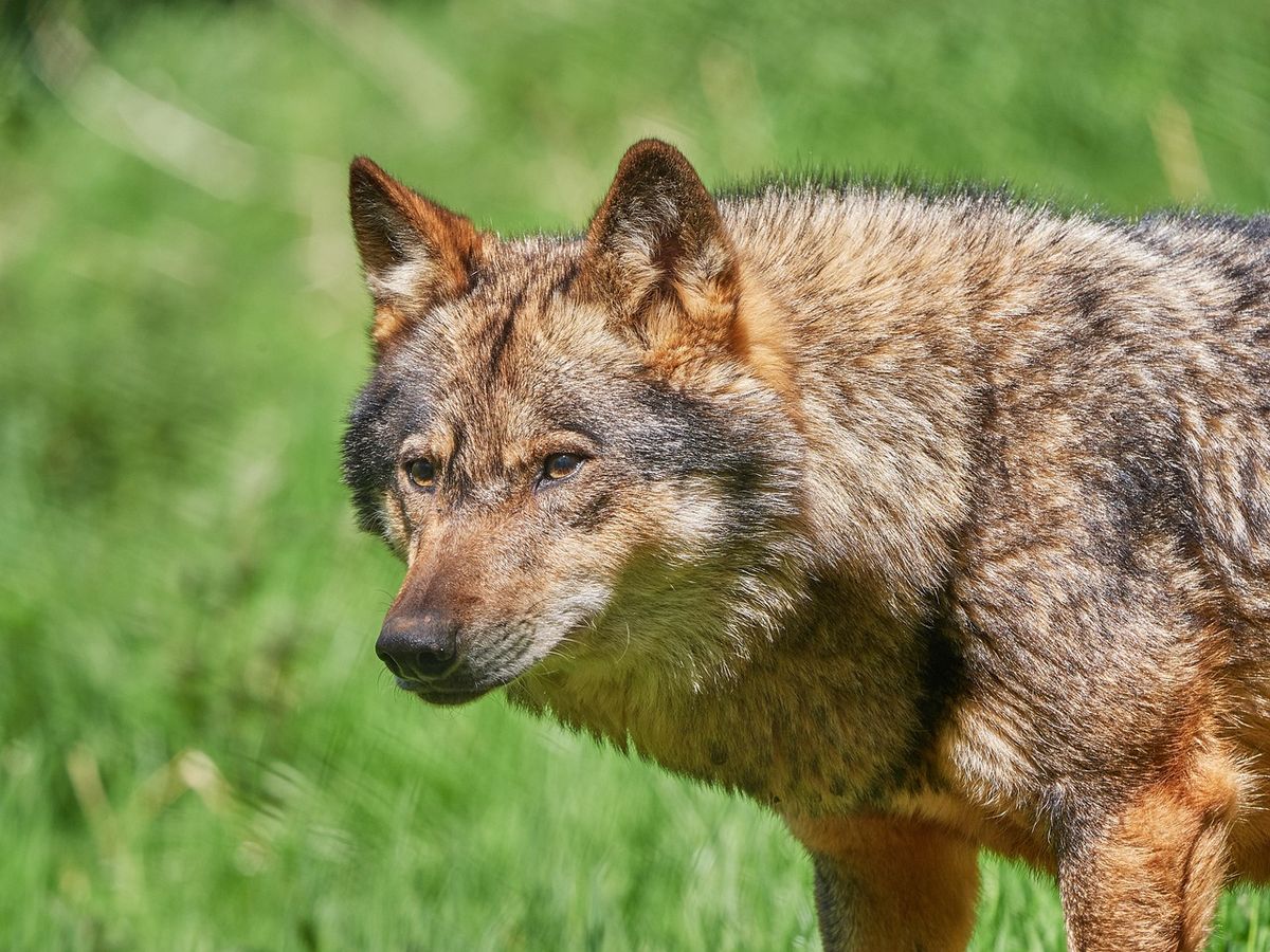 Kto najczęściej choruje na toczeń i jakie są czynniki ryzyka